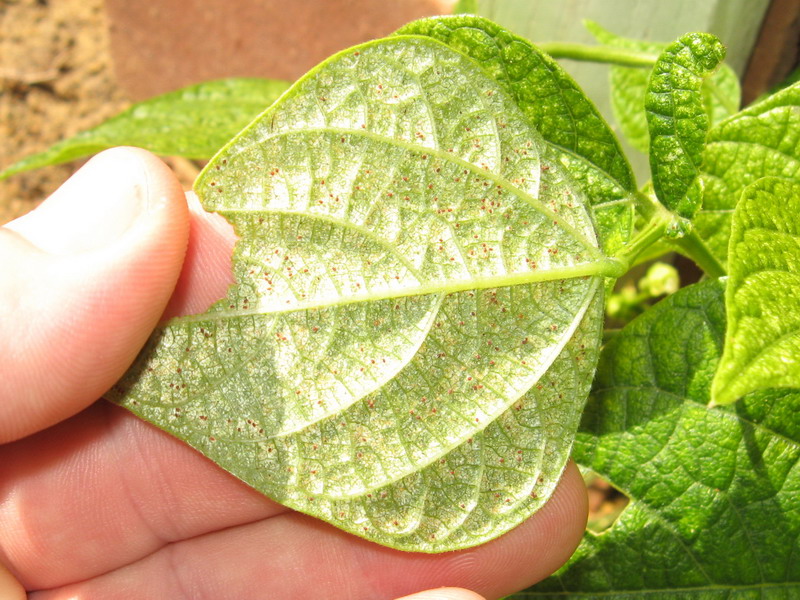 Mites - Red Bean Mite.jpg