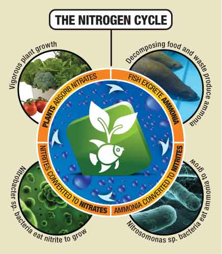 Nitrogen_Cycle.jpg