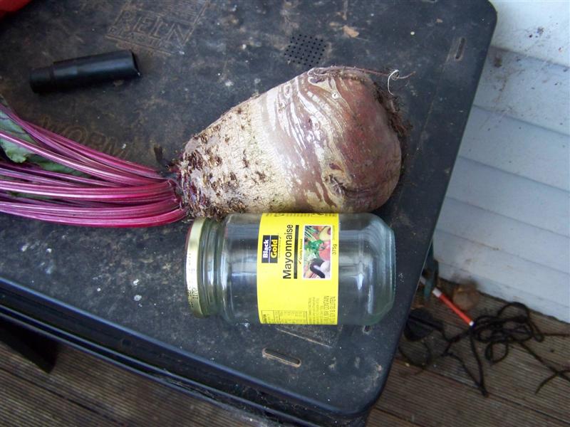 100_3956 (Medium).JPG