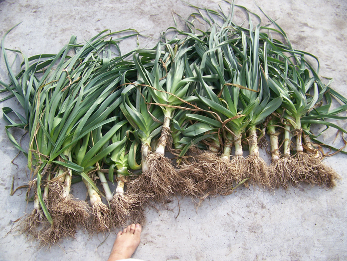 leeks picked 12-7-11.jpg