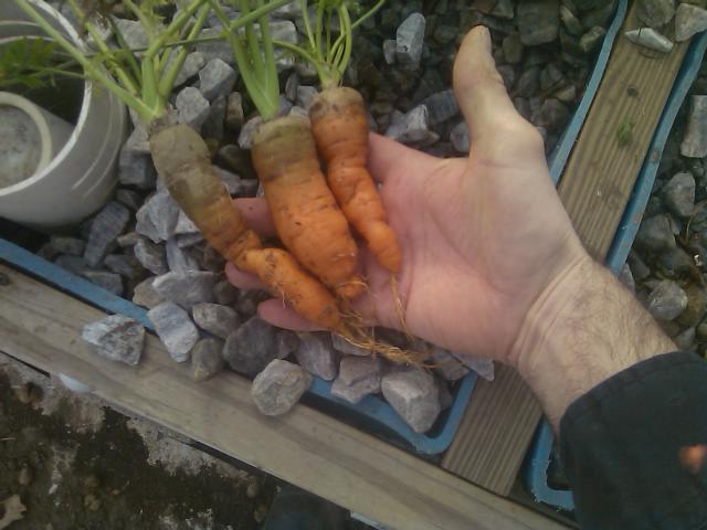 12-08-2011 Carrot harvest.jpg