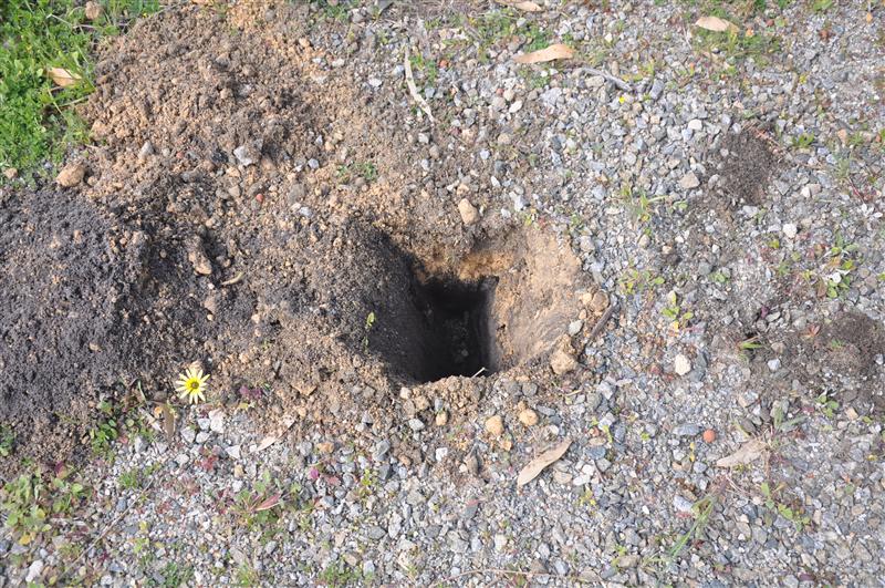 DSC_0177 (Custom).JPG