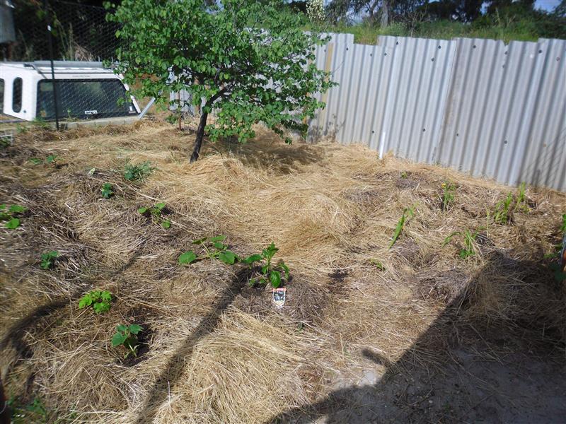 SAM_0937 (Custom).JPG