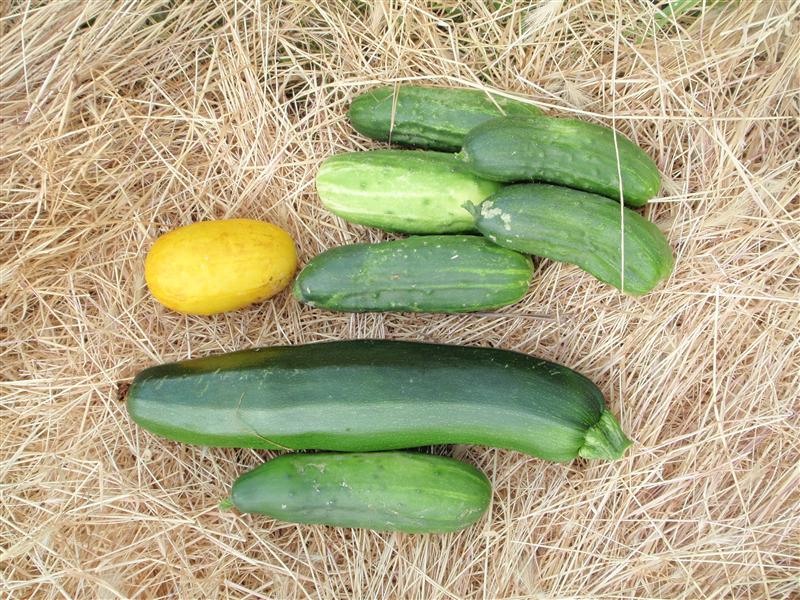 PC080208 (Custom).JPG