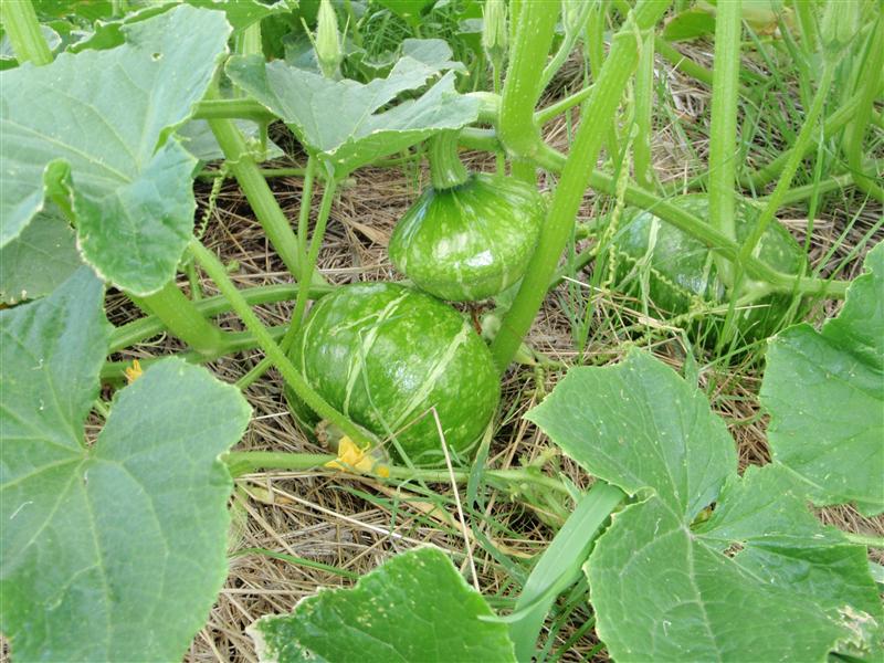 PC080213 (Custom).JPG