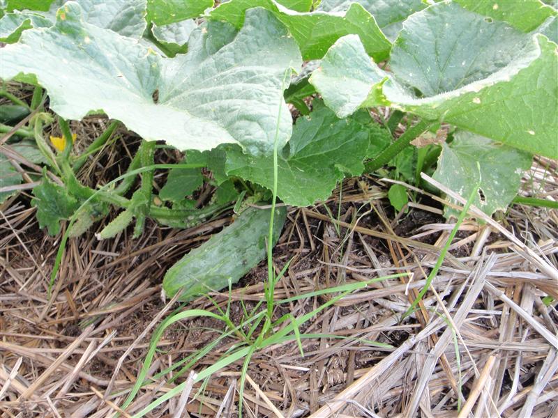 PC080217 (Custom).JPG