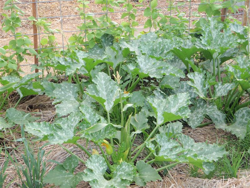 PC080220 (Custom).JPG