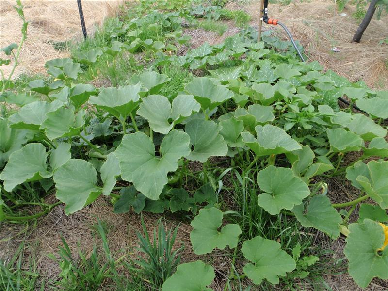 PC080223 (Custom).JPG