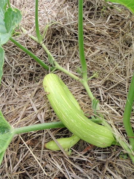 PC080224 (Custom).JPG