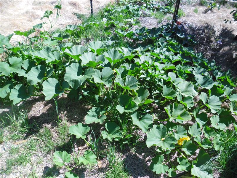 SAM_1146 (Medium).JPG