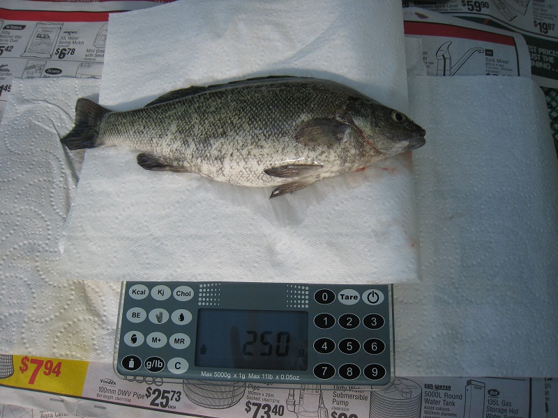 Silver Perch for tonights dinner.jpg