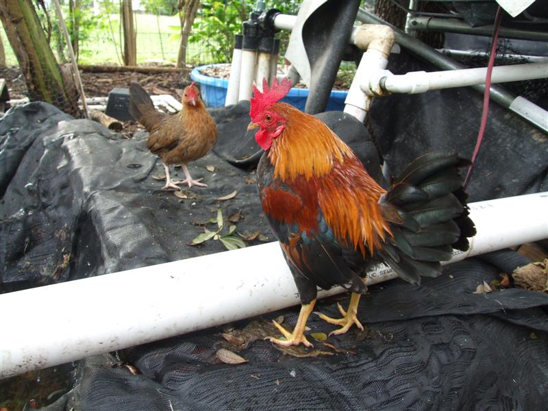Bantams (Medium).JPG