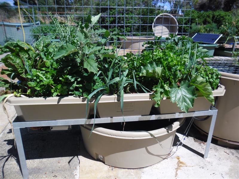 SAM_1170 (Medium).JPG