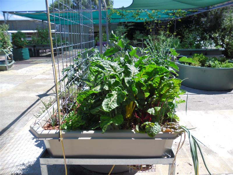 SAM_1172 (Medium).JPG