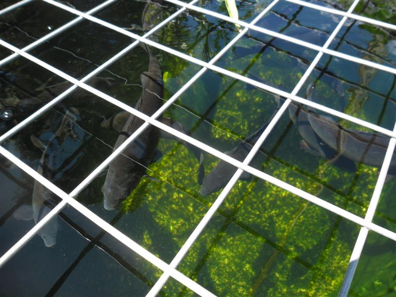 SAM_1176 (Medium).JPG