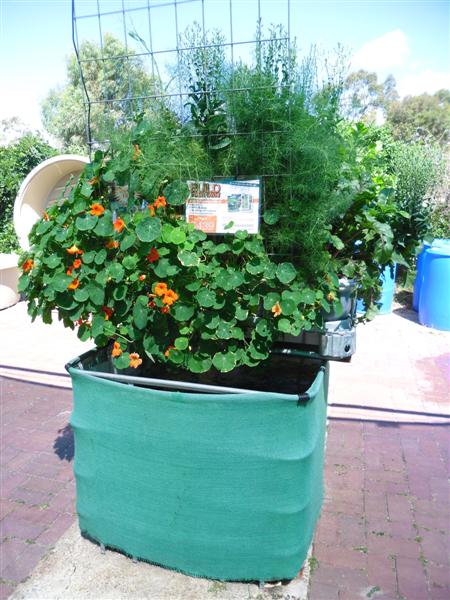 SAM_1178 (Medium).JPG