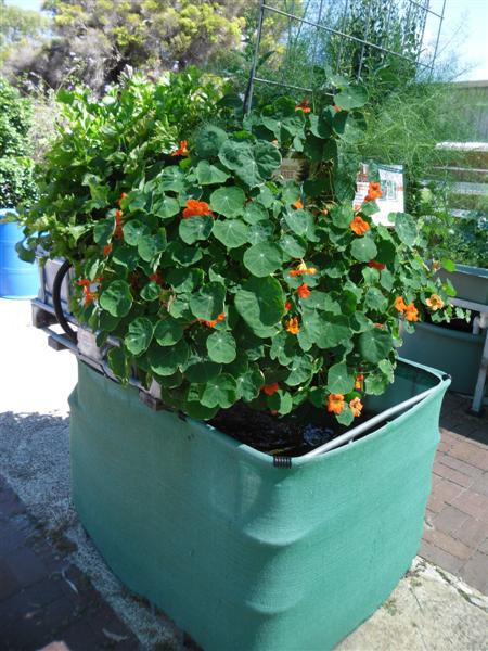 SAM_1179 (Medium).JPG