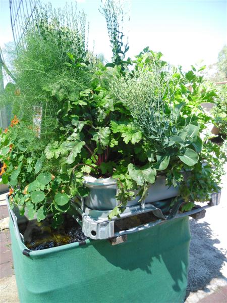 SAM_1180 (Medium).JPG