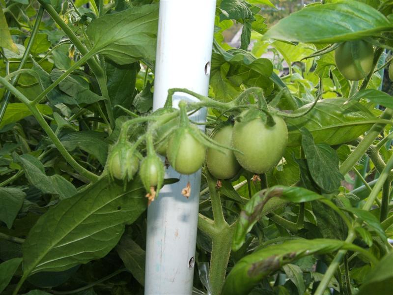 DSCF3996 (Medium).JPG