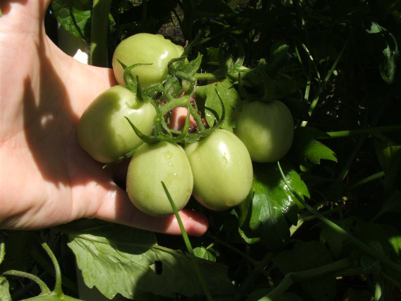 DSCF3990 (Medium).JPG