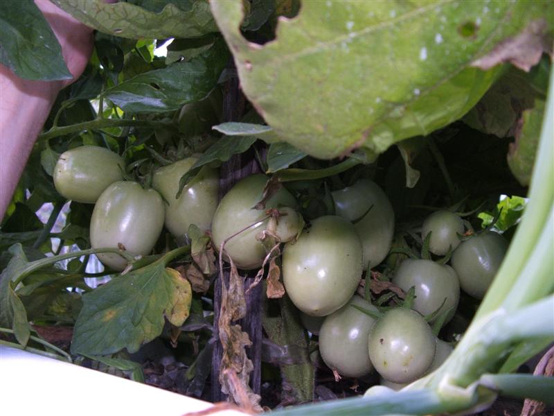 DSCF3998 (Medium).JPG