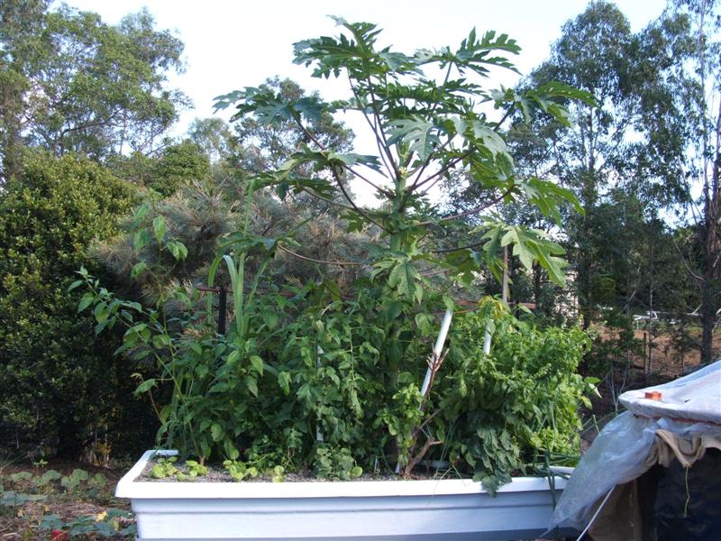 DSCF3988 (Medium).JPG