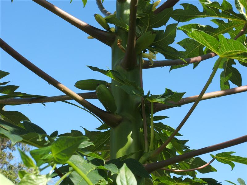 DSCF3987 (Medium).JPG