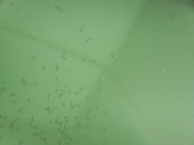 100_0274 (800x600).jpg