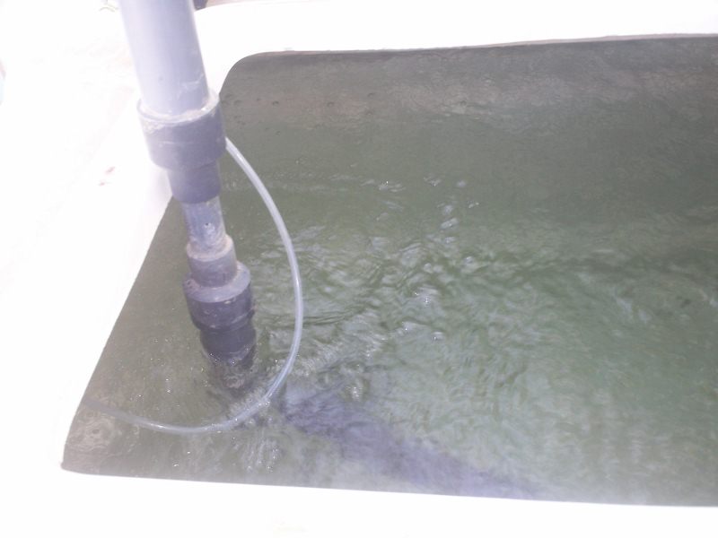 100_0273 (800x600).jpg