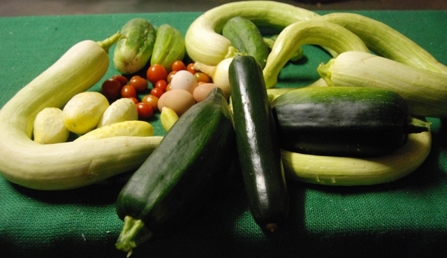 DSC_0642 Chicke project harvest resized.jpg