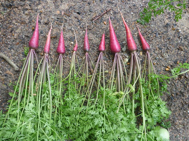 Puple Carrots.JPG