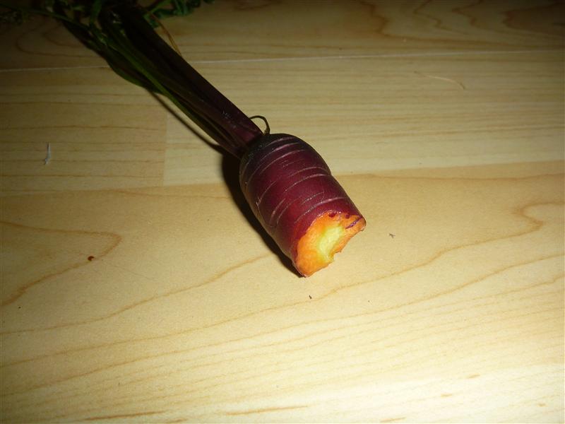 purple carrot.JPG