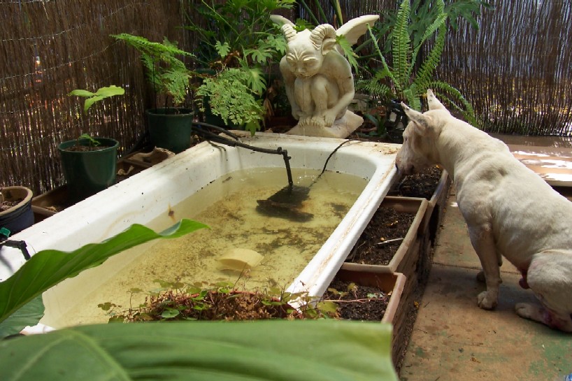 aquaponics 040.jpg
