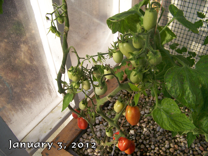 red roma toms 1-3-12.jpg