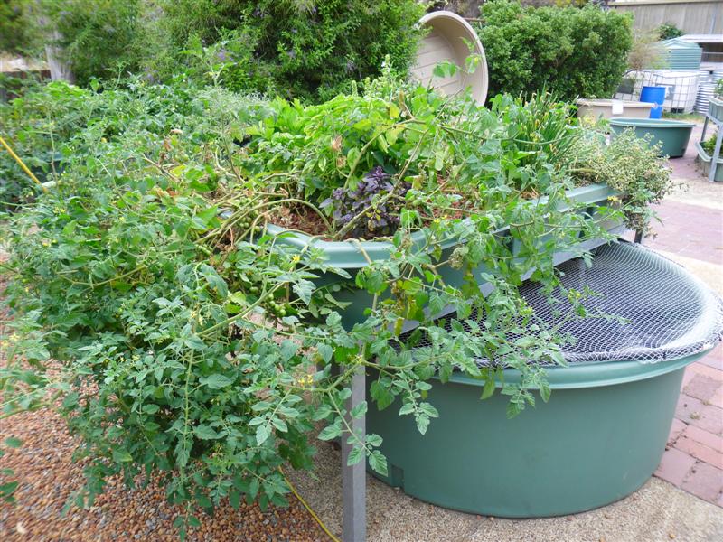 SAM_0785 (Medium).JPG