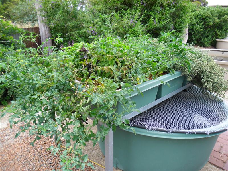 SAM_0786 (Medium).JPG