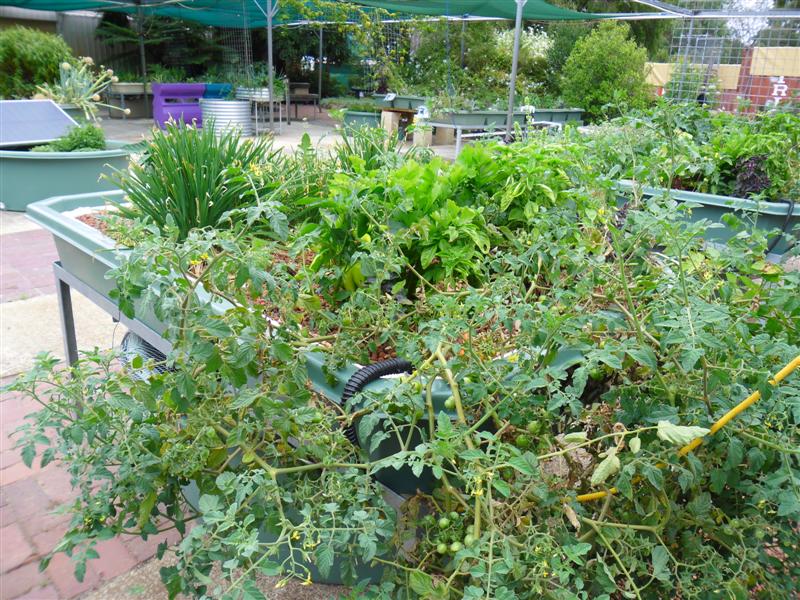 SAM_0789 (Medium).JPG