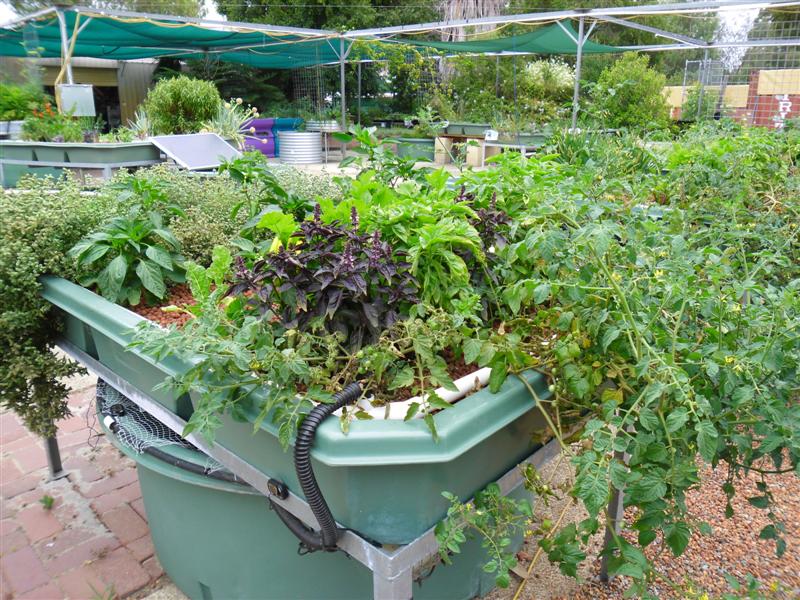 SAM_0790 (Medium).JPG