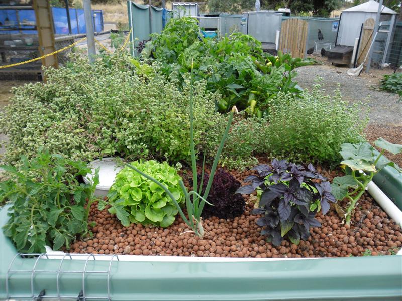 SAM_0791 (Medium).JPG