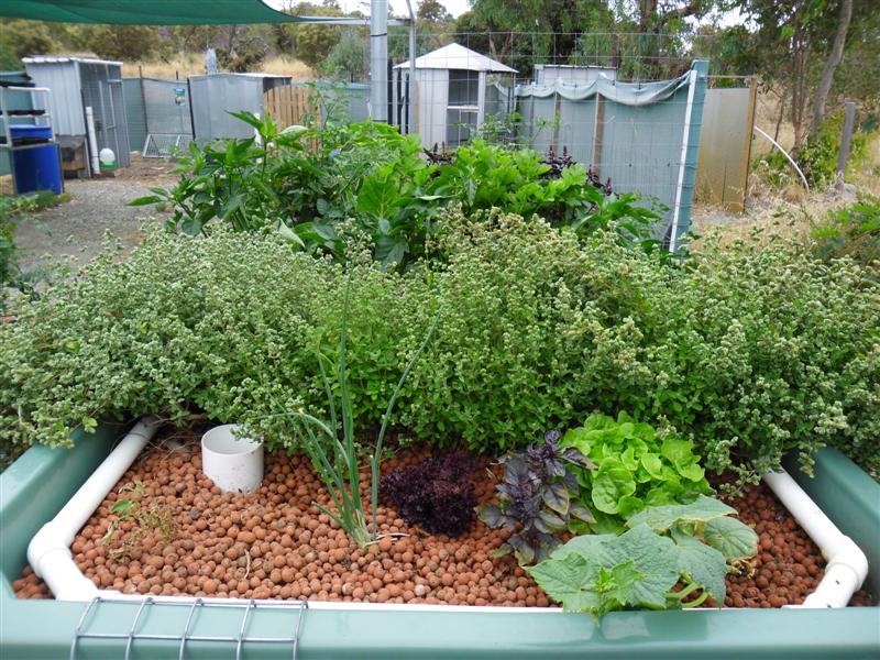 SAM_0793 (Medium).JPG