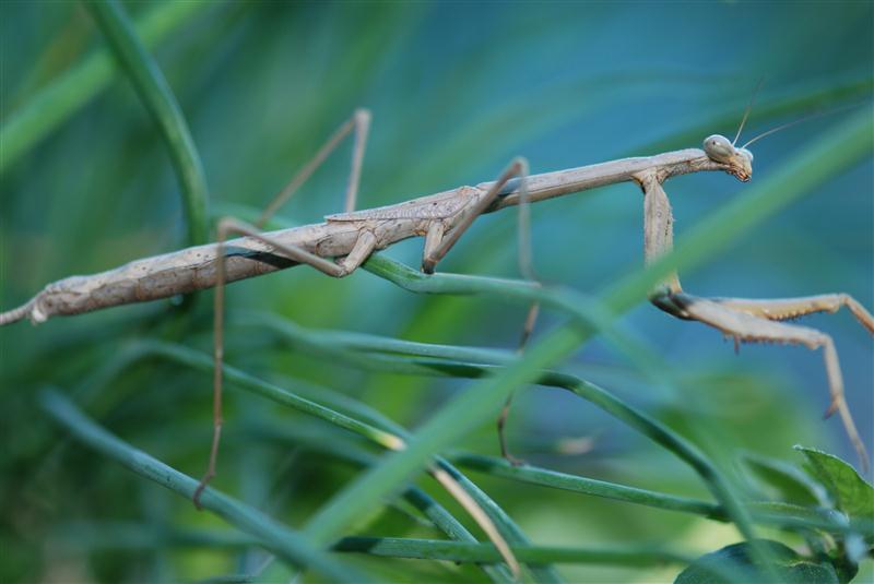 DSC_0595 (Custom).JPG