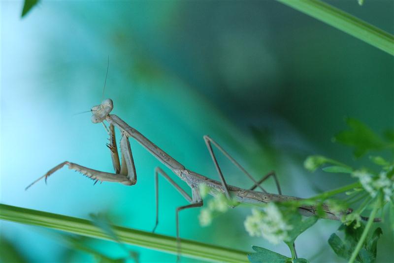 DSC_0620 (Custom).JPG