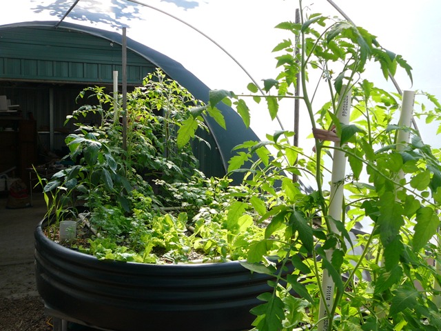 plant growth 012.jpg