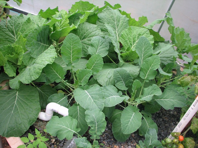 plants and fish 29507 002.jpg