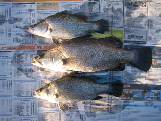 plants and fish 29507 001.jpg