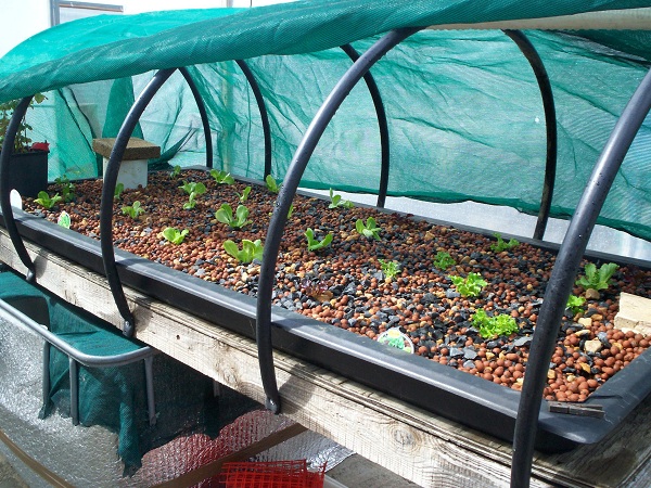 Shallow roots setup.JPG