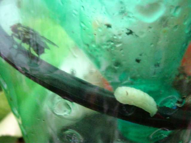 120 Things in 20 years - Entomology - Maggot on ramp.JPG