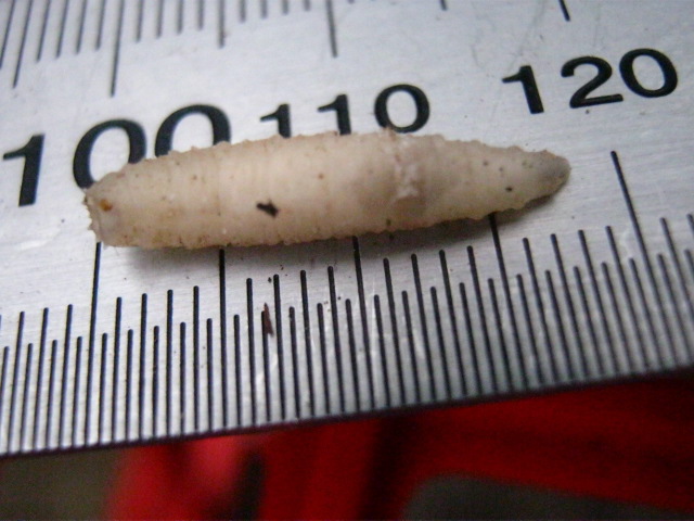 120 Things in 20 years - Entomology - measured maggot .JPG