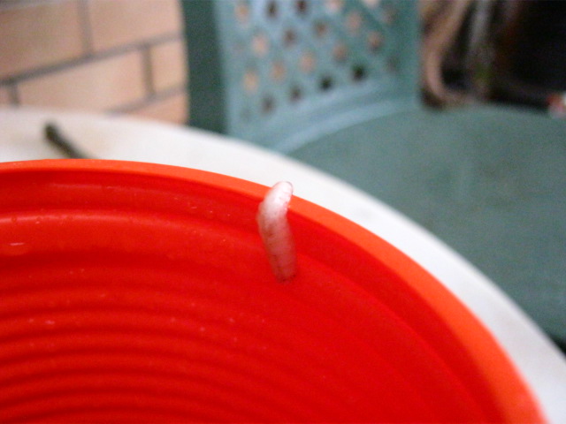 120 Things in 20 years - Entomology - Maggot escape.JPG