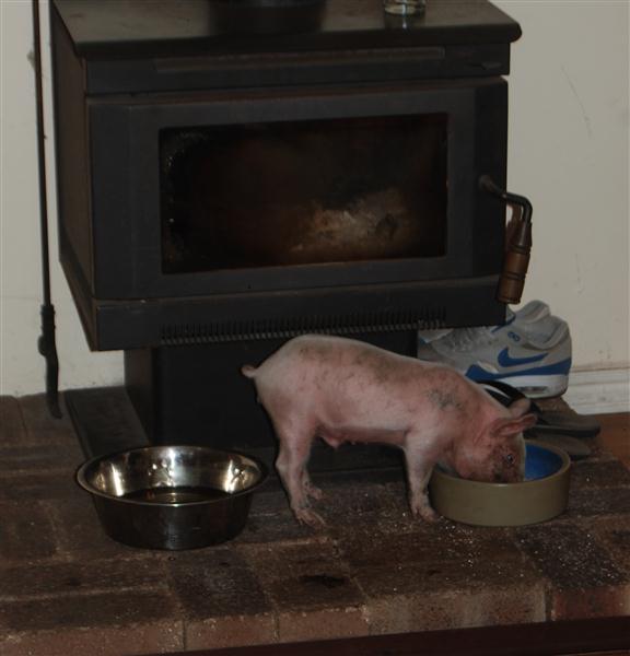 DSC_1040 (Custom).JPG